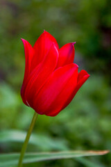 A lonely bright scarlet tulip among the greenery in the summer garden.