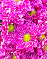 Obraz premium violet-colored chrysanthemum flowers top view closeup, natural background.