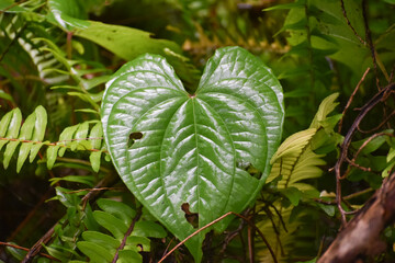 large heart shaped leaf from a philodenron plant