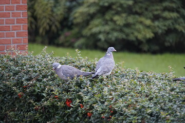 Common Wood Pigeon (Columba palumbus) Columbidae family on a Cotoneaster hedge while eating the fruits.
