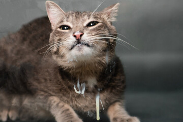 gray tabby cat licks glass with sour cream. Animal licks milk,