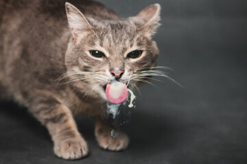 gray tabby cat licks glass with sour cream. Animal licks milk,