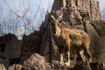 portrait of a mountain goat in the wild - 459844504
