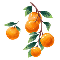 Illustration of sprig of tangerines and a separate tangerine drawn in digital art style