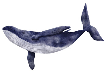 Watercolor illustration of whale. Hand drawn illustration of blue whale isolated on white background. Beautiful realistic underwater animal.
