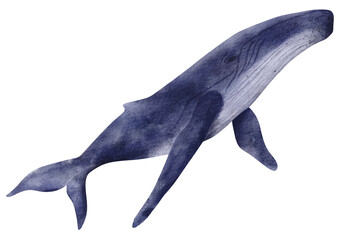 Watercolor illustration of whale. Hand drawn illustration of blue whale isolated on white background. Beautiful realistic underwater animal.