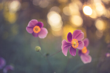 Gentle pink flowers of anemones outdoors in summer spring close-up on autumn sunset background with soft blurred colors. Dreamy landscape, beauty of nature. Romantic floral bokeh garden scenic