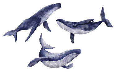 Set of watercolor whales. Hand drawn illustration of blue whales isolated on white background. Beautiful realistic underwater animals.