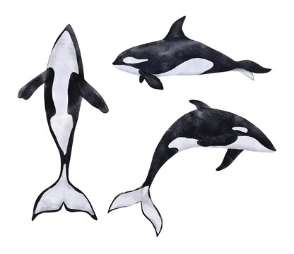 Set of watercolor orcas. Hand drawn illustration of killer whales isolated on white background. Beautiful realistic underwater animals.