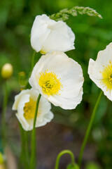 White poppies with yellow stamens in the summer garden (papaver)