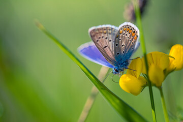 Yellow flower macro in summer spring field on morning background with sunshine and butterfly, closeup nature panoramic view. Summer natural landscape with copy space. Tranquil spring summer nature