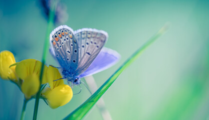 Yellow flower macro in summer spring field on morning background with sunshine and butterfly, closeup nature panoramic view. Summer natural landscape with copy space. Tranquil spring summer nature