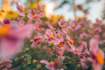 Obraz na płótnie Canvas Gentle pink flowers of anemones outdoors in summer spring close-up on autumn sunset background with soft blurred colors. Dreamy landscape, beauty of nature. Romantic floral bokeh garden scenic