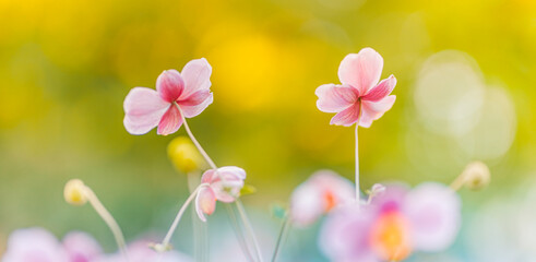 Fototapeta na wymiar Gentle pink flowers of anemones outdoors in summer spring close-up on autumn sunset background with soft blurred colors. Dreamy landscape, beauty of nature. Romantic floral bokeh garden scenic