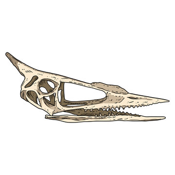 Pterodactyl bird fossilized skull hand drawn image. Extinct species Pterodactylus animal skeleton bones fossil hand drawn illustration. Vector stock silhouette