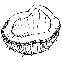 Vector coconut hand drawn Sketch. Vector tropical food illustration. Vintage style. The best for design logo, menu, label, icon, stamp.