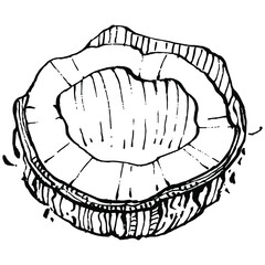 Vector coconut hand drawn Sketch. Vector tropical food illustration. Vintage style. The best for design logo, menu, label, icon, stamp.