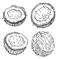 Vector coconut hand drawn Sketch. Vector tropical food illustration. Vintage style. The best for design logo, menu, label, icon, stamp.