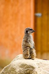 meerkat on guard