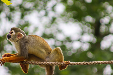 Portrait of a monkey * 2 