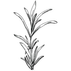 Rosemary branches and leaves isolated Vector hand drawn Sketch. Food illustration. Vintage style. The best for design logo, menu, label, icon, stamp.