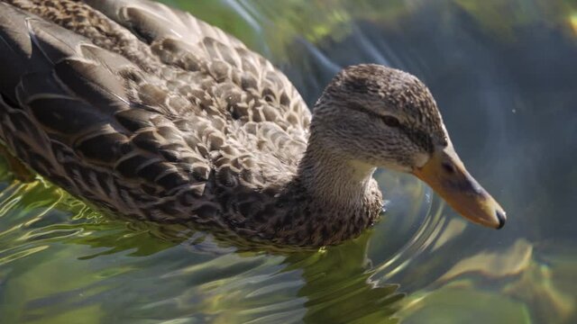 A beautiful gray duck swims on the lake and wiggles its legs. Amphibian bird. Close-up, slow motion, HD.