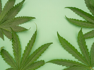 Top view of green cannabis leaves isolated on a green background. Alternative medicine. Growing...