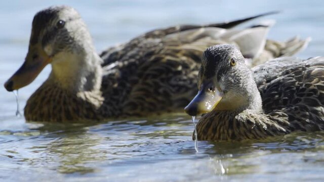 Two beautiful gray ducks drink water from the lake. Splashes of water fly from their beaks. Close-up, slow motion, HD.