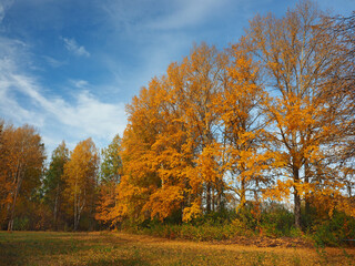 Obraz premium Autumn. Autumn trees in the park. Fallen leaves. Abandoned path. Russia, Ural, Perm region