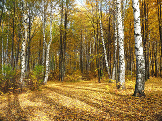 Fototapeta premium Autumn. Autumn trees in the park. Fallen leaves. Abandoned path. Russia, Ural, Perm region