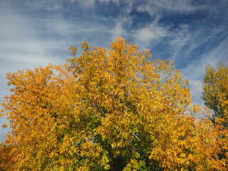 Fototapeta premium Autumn. Yellow leaves of a maple on a background of the sky.