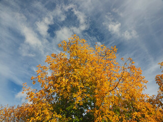 Fototapeta premium Autumn. Yellow leaves of a maple on a background of the sky.