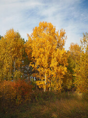 Autumn. Autumn trees in the park. Fallen leaves. Abandoned path. Russia, Ural, Perm region