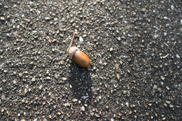 fallen  acorn on the asphalt road.