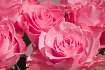 Bouquet of pink roses on gray background / グレー背景のピンクのバラの花束