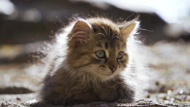 Cute kitten meows lying on the ground. Its fluffy coat blows in a light breeze. Street animal. Close-up, slow motion, HD.