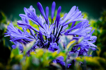 Flora en las calles de la ciudad de Cuenca en la provincia del Azuay - Ecuador