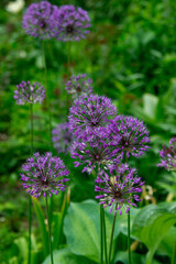 Allium atropurpureum in the summer garden.  Decorative purple flowers.
