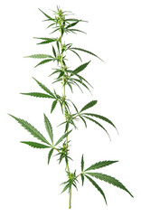 Hemp cannabis plant green leaf  isolated on white background
