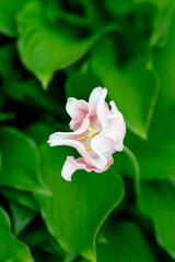 A lonely white pink tulip among the greenery in the summer garden.