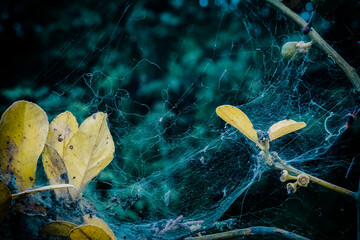 Flora de los paramos de Nab&oacute;n en la provincia del Azuay - Ecuador