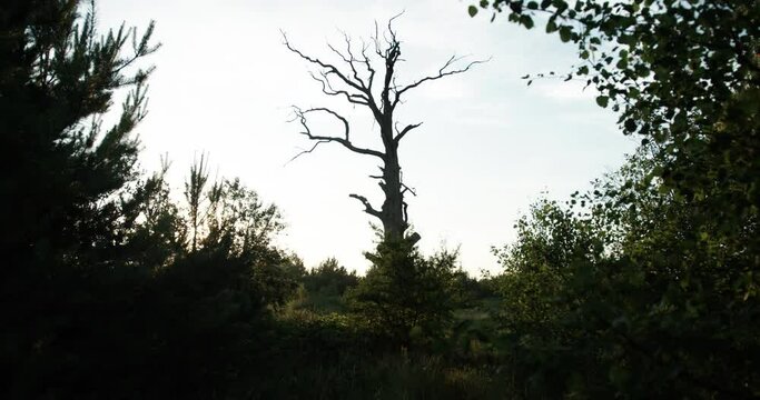 dry tree silhouette. dead tree. old dry oak on a background of young forest and blue beautiful sky. sunset