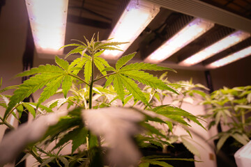 Cannabis plants and LED Growth light