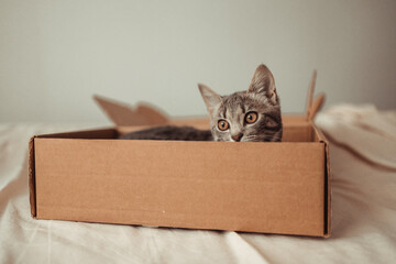 Portrait of a funny cat with brown eyes sits in a cardboard delivery box. Playing with your pet at home