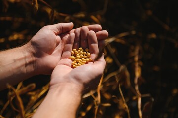 Handful of Soy beans in farmer hands on field background evening sunset time. Copy space for text