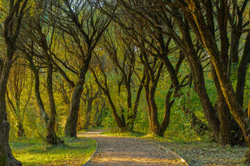 Cozy path covered with tree crowns in the park on an autumn evening, Moscow photo