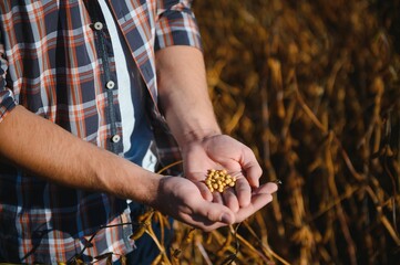 Handful of Soy beans in farmer hands on field background evening sunset time. Copy space for text