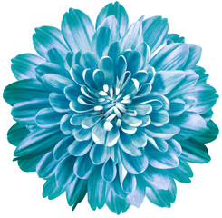 flower blue chrysanthemum . Flower isolated on a white background. No shadows with clipping path. Close-up. Nature.