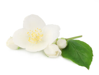 Obraz premium Jasmine flowers isolated on white background