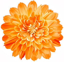 flower orange chrysanthemum . Flower isolated on a white background. No shadows with clipping path. Close-up. Nature. - obrazy, fototapety, plakaty